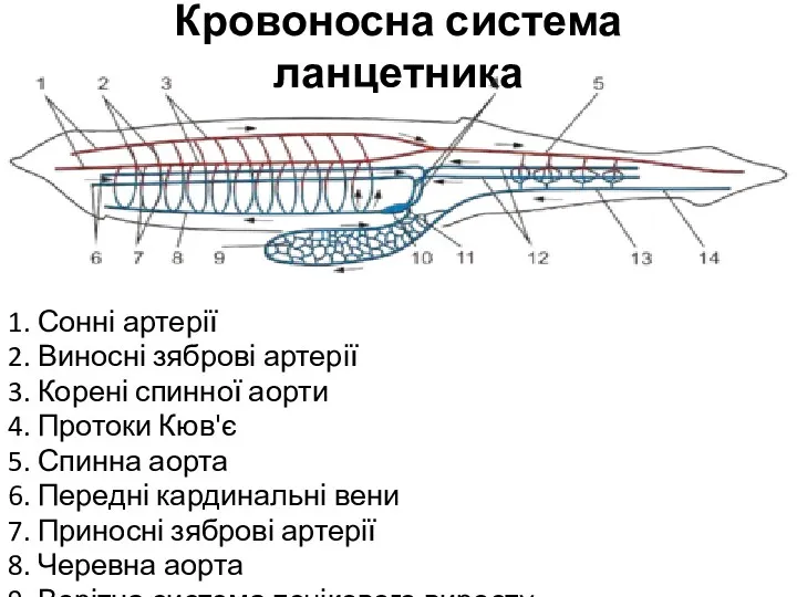 Кровоносна система ланцетника 1. Сонні артерії 2. Виносні зяброві артерії