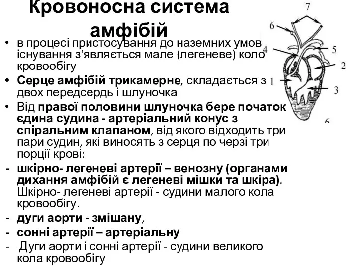 Кровоносна система амфібій в процесі пристосування до наземних умов існування