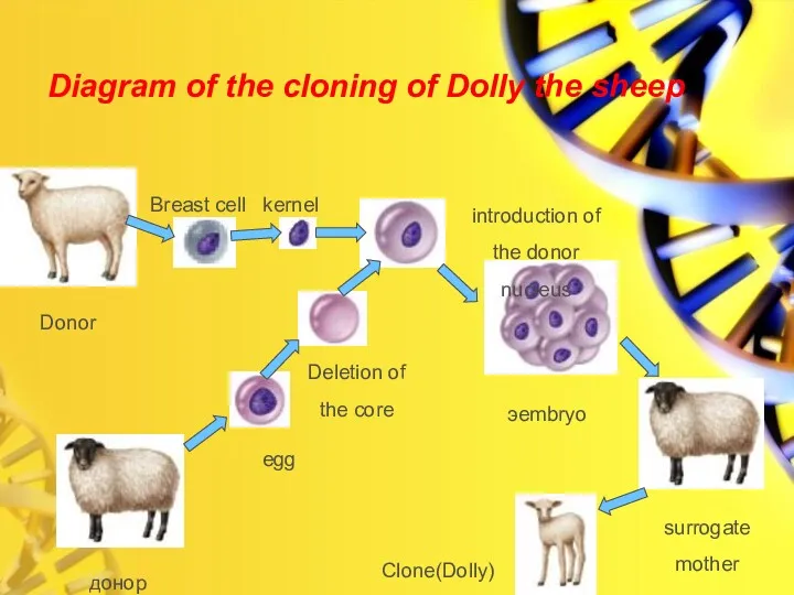 kernel эembryo surrogate mother Clone(Dolly) Diagram of the cloning of Dolly the sheep