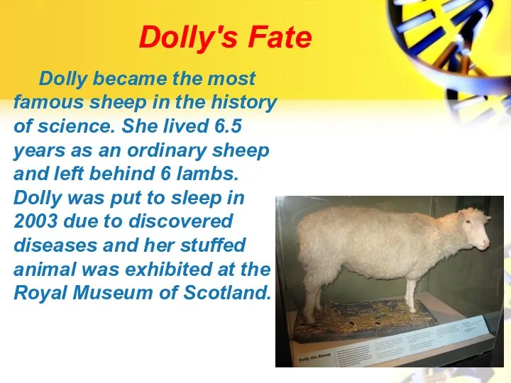 Dolly's Fate Dolly became the most famous sheep in the history of science.