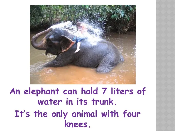 An elephant can hold 7 liters of water in its