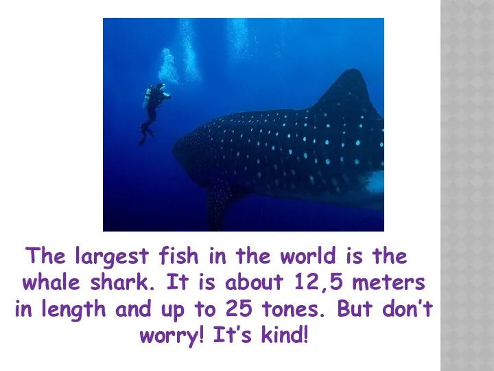 The largest fish in the world is the whale shark.