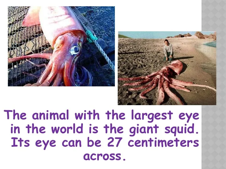 The animal with the largest eye in the world is