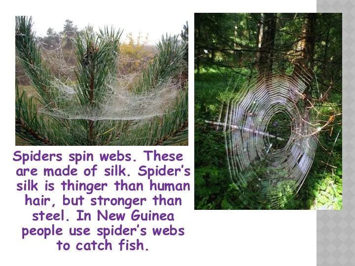 Spiders spin webs. These are made of silk. Spider’s silk