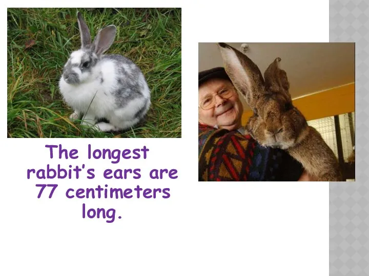 The longest rabbit’s ears are 77 centimeters long.