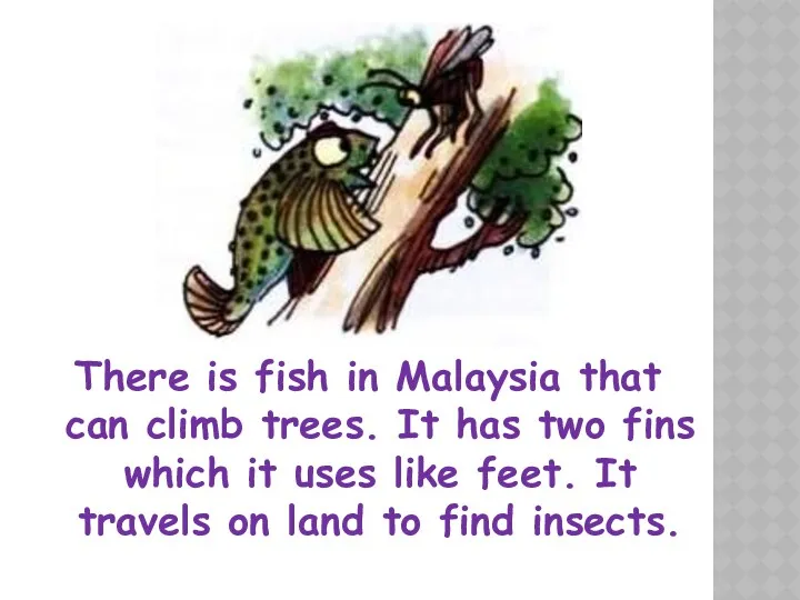 There is fish in Malaysia that can climb trees. It