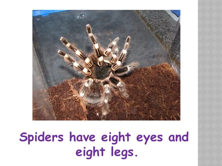 Spiders have eight eyes and eight legs.