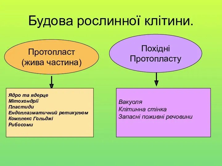 Будова рослинної клітини. Протопласт (жива частина) Похідні Протопласту Ядро та