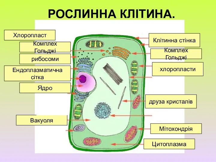 РОСЛИННА КЛІТИНА. Клітинна стінка Вакуоля Ендоплазматична сітка друза кристалів Хлоропласт