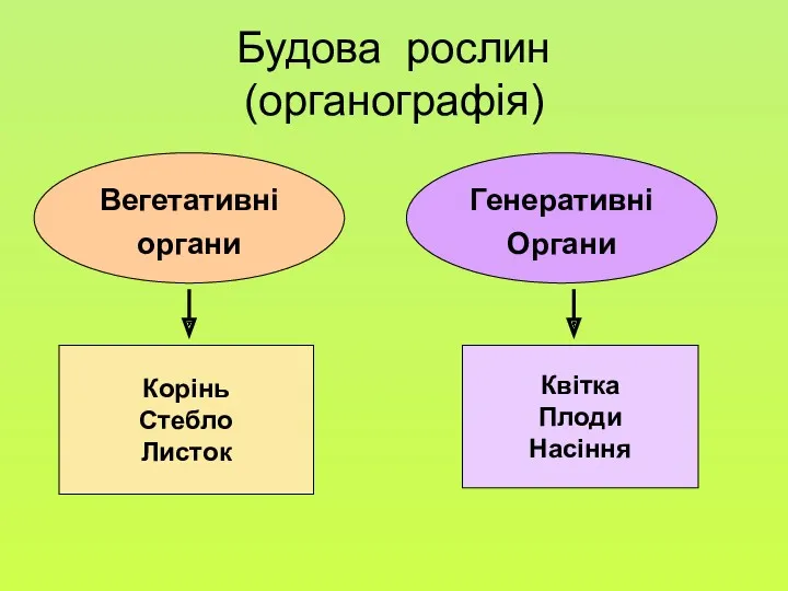 Будова рослин (органографія) Вегетативні органи Генеративні Органи Корінь Стебло Листок Квітка Плоди Насіння