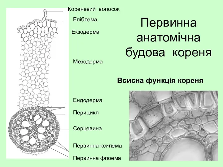 Первинна анатомічна будова кореня Кореневий волосок Екзодерма Мезодерма Ендодерма Епіблема