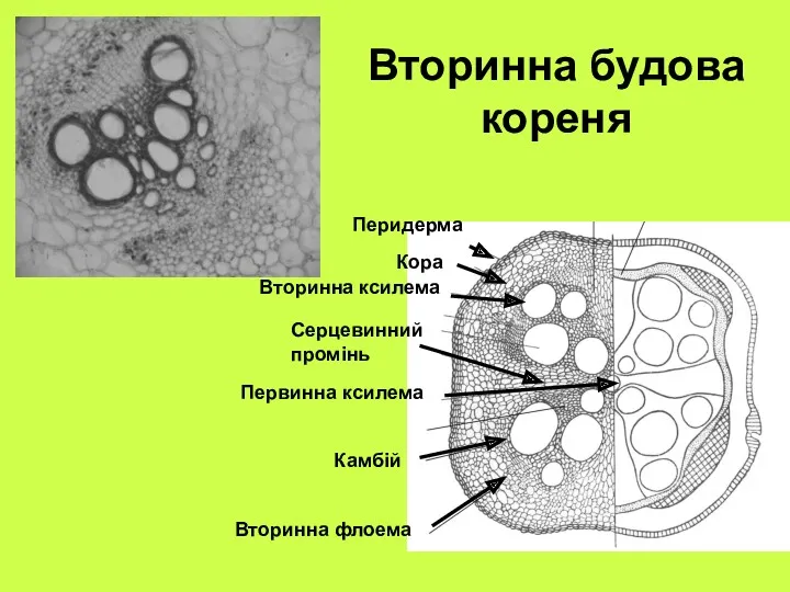 Вторинна будова кореня Перидерма Кора Вторинна флоема Камбій Вторинна ксилема Первинна ксилема Серцевинний промінь