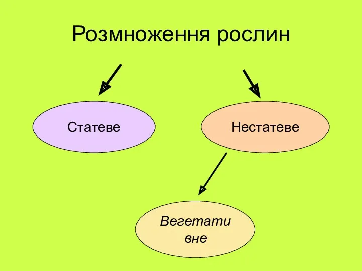 Розмноження рослин Статеве Нестатеве Вегетативне