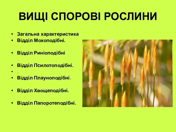 ВИЩІ СПОРОВІ РОСЛИНИ Загальна характеристика Відділ Мохоподібні. Відділ Риніоподібні Відділ