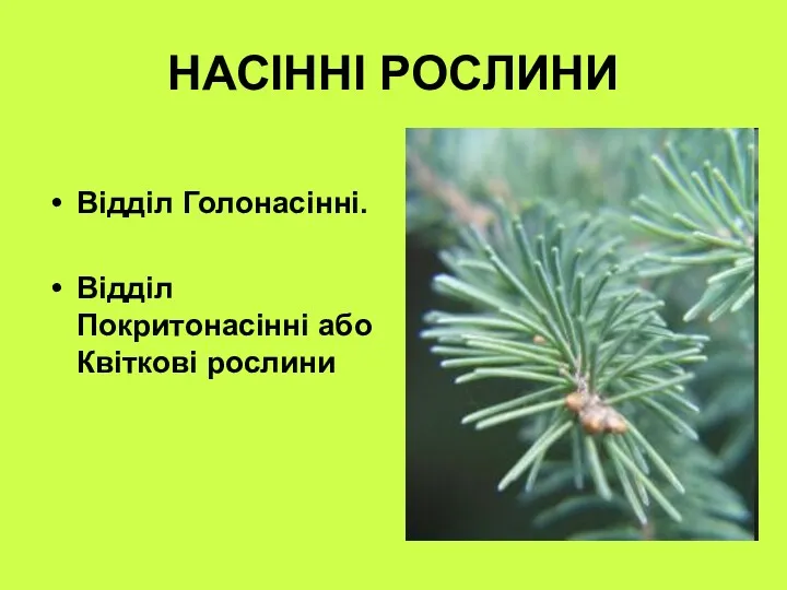 НАСІННІ РОСЛИНИ Відділ Голонасінні. Відділ Покритонасінні або Квіткові рослини