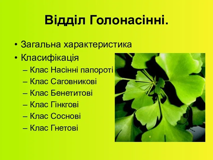 Відділ Голонасінні. Загальна характеристика Класифікація Клас Насінні папороті Клас Саговникові