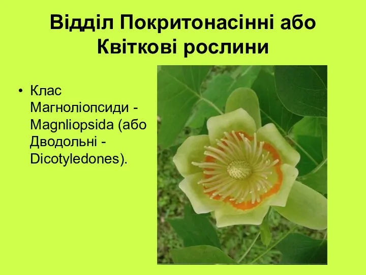 Відділ Покритонасінні або Квіткові рослини Клас Магноліопсиди - Magnliopsida (або Дводольні - Dicotyledones).