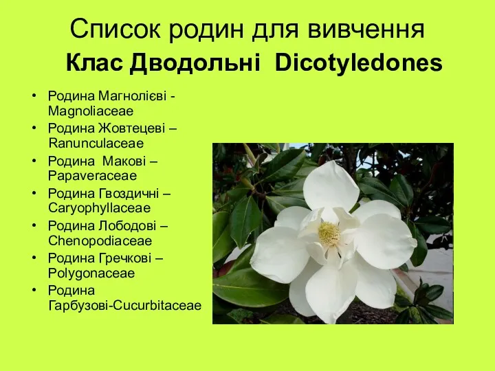 Список родин для вивчення Родина Магнoлієві - Magnoliaceae Родина Жовтецеві