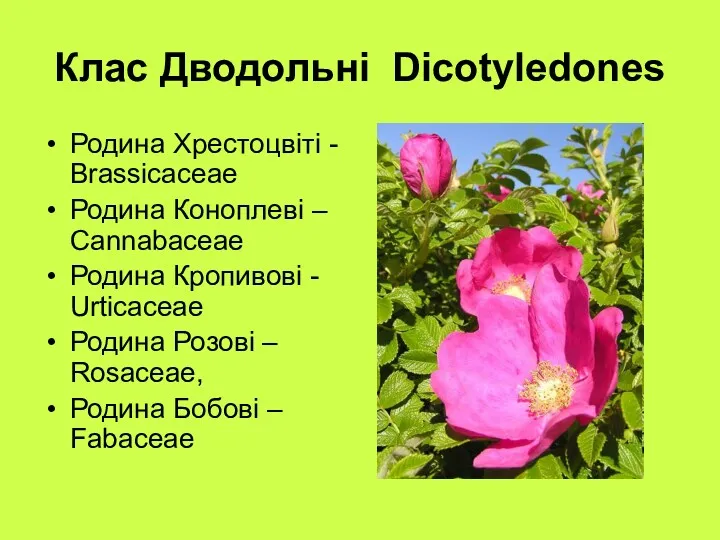 Клас Дводольні Dicotyledones Родина Хрестоцвіті - Brassicaceae Родина Коноплеві –