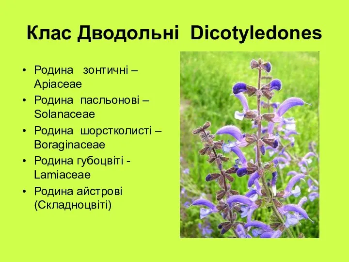 Клас Дводольні Dicotyledones Родина зонтичні – Apiaceae Родина пасльонові –