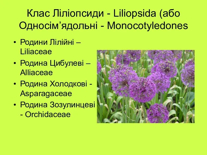 Клас Ліліопсиди - Liliopsida (або Односім’ядольні - Monocotyledones Родини Лілійні