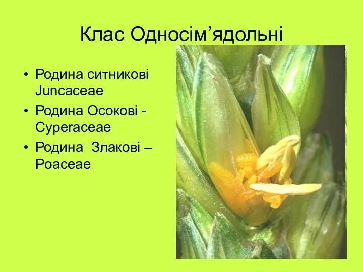 Клас Односім’ядольні Родина ситникові Juncaceae Родина Осокові - Cyperaceae Родина Злакові – Poaceae