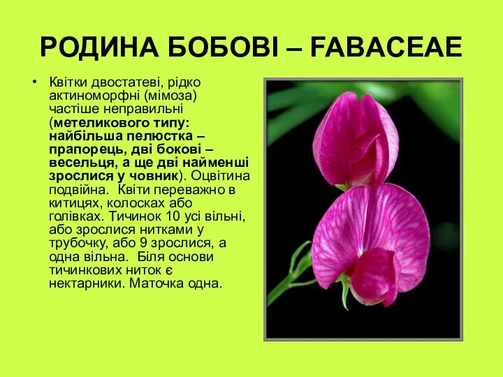 РОДИНА БОБОВІ – FABACEAE Квітки двостатеві, рідко актиноморфні (мімоза) частіше