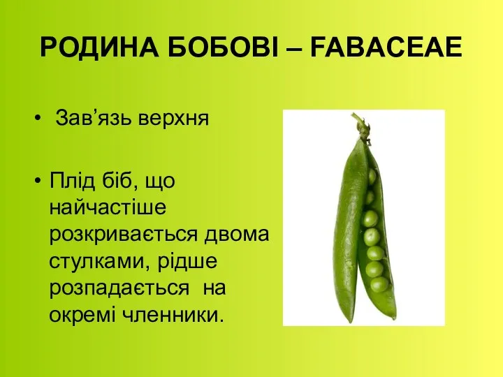 РОДИНА БОБОВІ – FABACEAE Зав’язь верхня Плід біб, що найчастіше