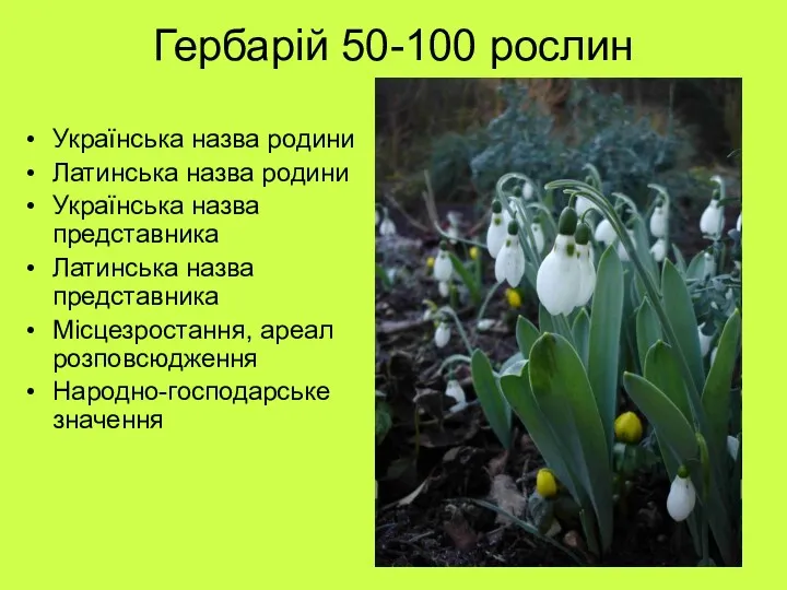 Гербарій 50-100 рослин Українська назва родини Латинська назва родини Українська