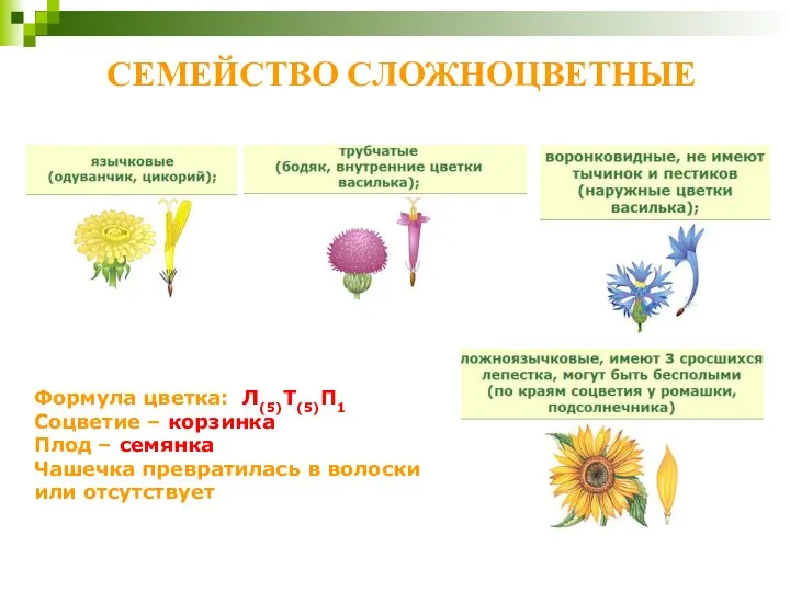 СЕМЕЙСТВО СЛОЖНОЦВЕТНЫЕ Формула цветка: Л(5)Т(5)П1 Соцветие – корзинка Плод –