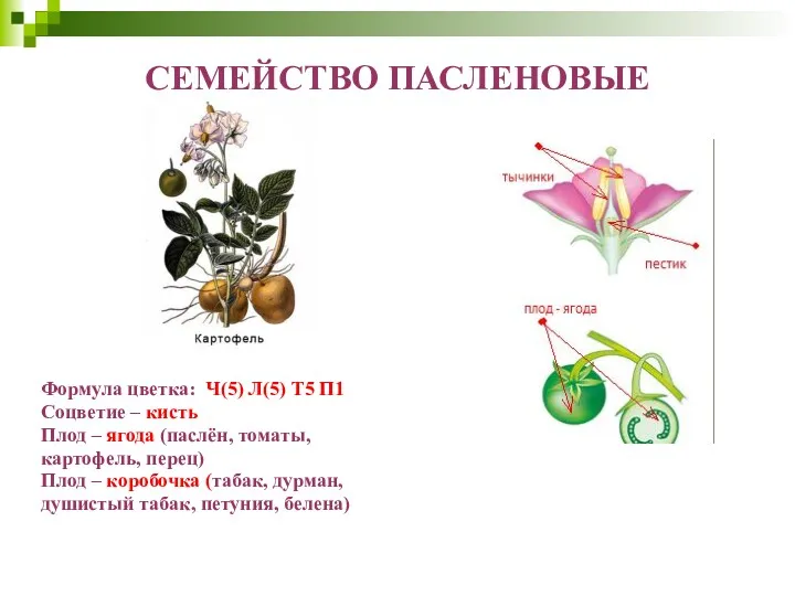 СЕМЕЙСТВО ПАСЛЕНОВЫЕ Формула цветка: Ч(5) Л(5) Т5 П1 Соцветие –