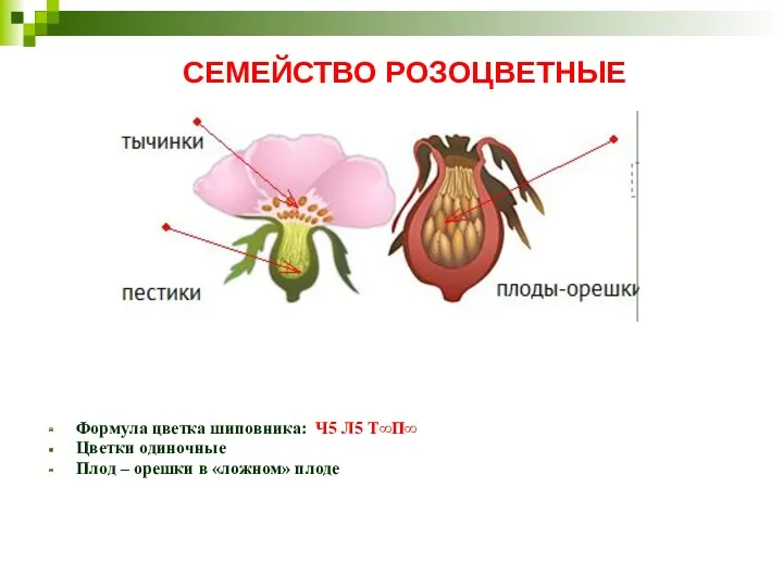 СЕМЕЙСТВО РОЗОЦВЕТНЫЕ Формула цветка шиповника: Ч5 Л5 Т∞П∞ Цветки одиночные Плод – орешки в «ложном» плоде