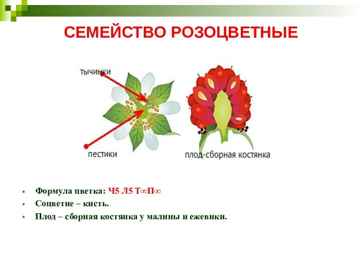 СЕМЕЙСТВО РОЗОЦВЕТНЫЕ Формула цветка: Ч5 Л5 Т∞П∞ Соцветие – кисть.