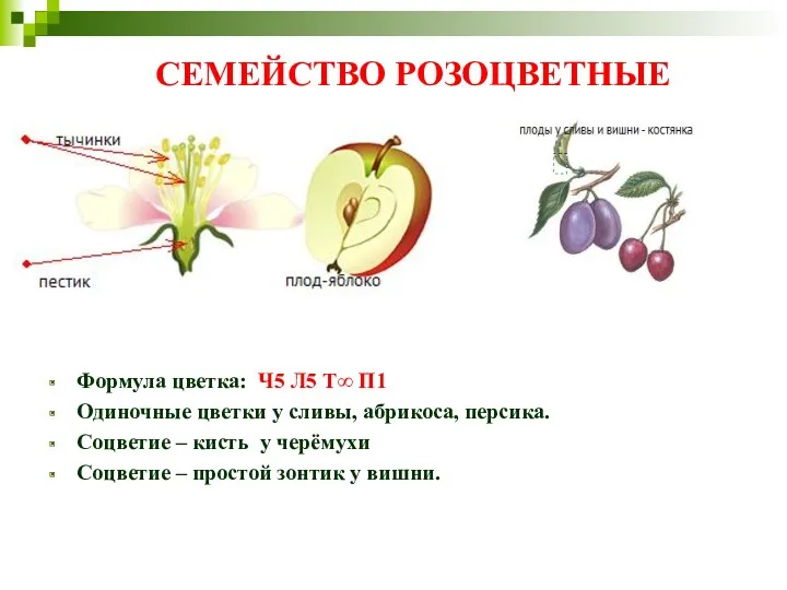 СЕМЕЙСТВО РОЗОЦВЕТНЫЕ Формула цветка: Ч5 Л5 Т∞ П1 Одиночные цветки