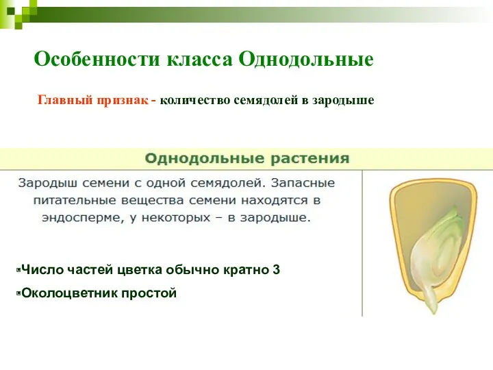 Особенности класса Однодольные Главный признак - количество семядолей в зародыше