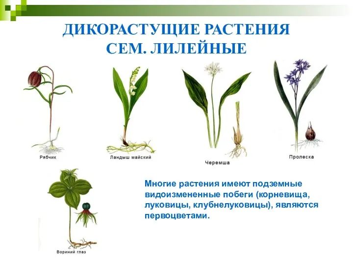 ДИКОРАСТУЩИЕ РАСТЕНИЯ СЕМ. ЛИЛЕЙНЫЕ Многие растения имеют подземные видоизмененные побеги (корневища, луковицы, клубнелуковицы), являются первоцветами.