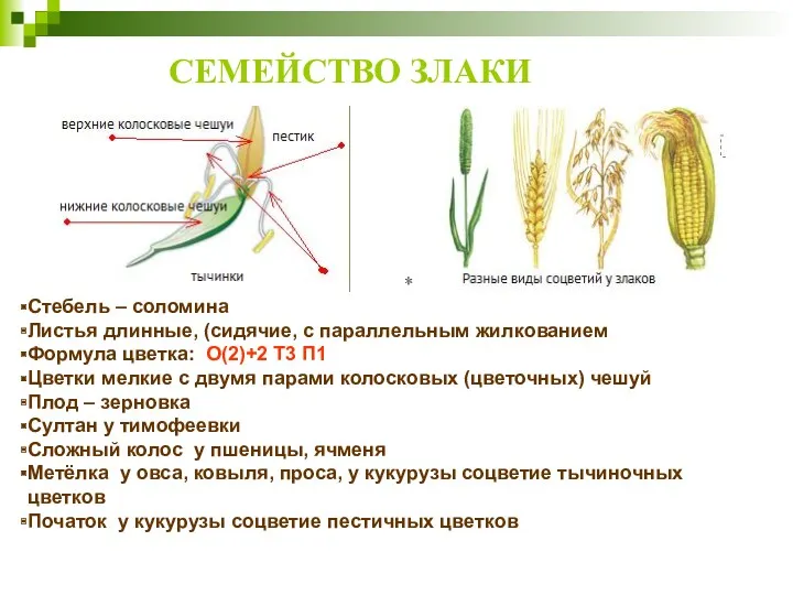 СЕМЕЙСТВО ЗЛАКИ Стебель – соломина Листья длинные, (сидячие, с параллельным