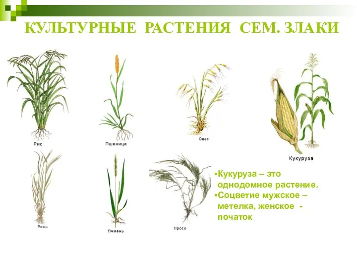 КУЛЬТУРНЫЕ РАСТЕНИЯ СЕМ. ЗЛАКИ Кукуруза – это однодомное растение. Соцветие мужское – метелка, женское - початок