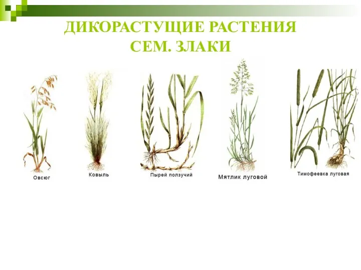 ДИКОРАСТУЩИЕ РАСТЕНИЯ СЕМ. ЗЛАКИ