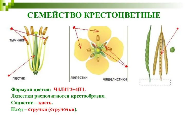 СЕМЕЙСТВО КРЕСТОЦВЕТНЫЕ Формула цветка: Ч4Л4Т2+4П1. Лепестки располагаются крестообразно. Соцветие – кисть. Плод – стручки (стручочки). .