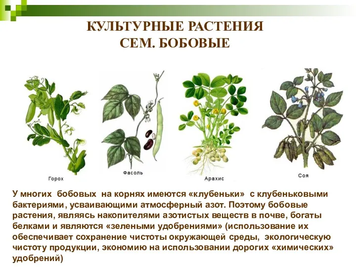 КУЛЬТУРНЫЕ РАСТЕНИЯ СЕМ. БОБОВЫЕ У многих бобовых на корнях имеются