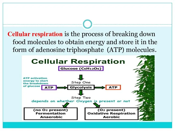 Cellular respiration is the process of breaking down food molecules to obtain energy