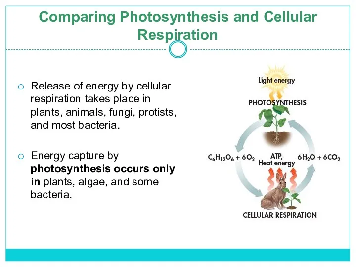 Comparing Photosynthesis and Cellular Respiration Release of energy by cellular respiration takes place
