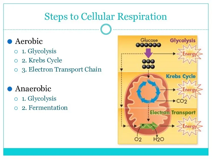 Steps to Cellular Respiration Aerobic 1. Glycolysis 2. Krebs Cycle 3. Electron Transport