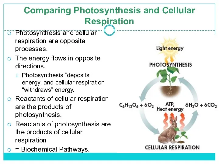 Comparing Photosynthesis and Cellular Respiration Photosynthesis and cellular respiration are opposite processes. The