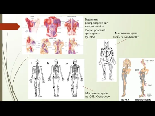 Мышечные цепи по Л. А. Кадыровой Мышечные цепи по О.В.