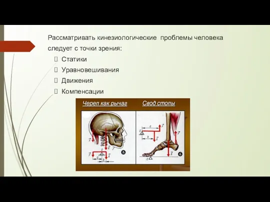 Рассматривать кинезиологические проблемы человека следует с точки зрения: Статики Уравновешивания Движения Компенсации