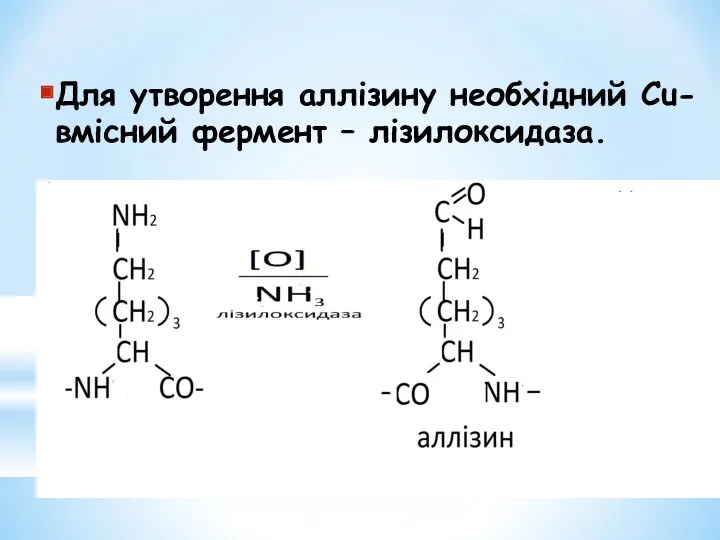Для утворення аллізину необхідний Сu-вмісний фермент – лізилоксидаза.
