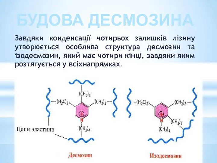 Завдяки конденсації чотирьох залишків лізину утворюється особлива структура десмозин та ізодесмозин, який має