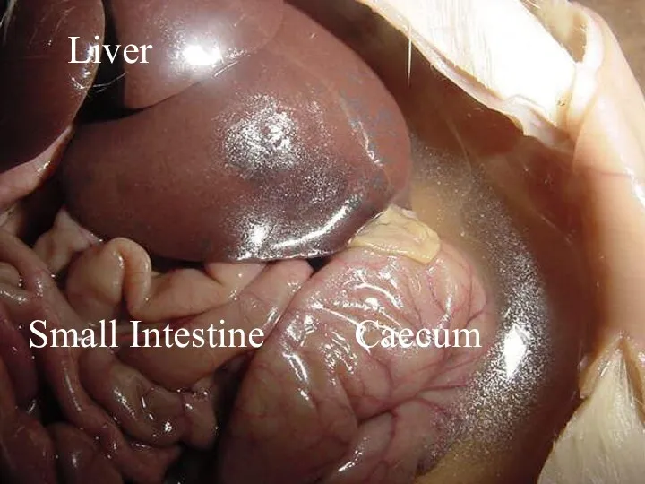 Liver Small Intestine Caecum